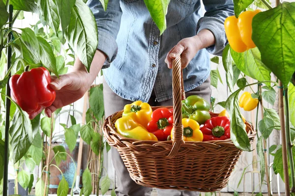 緑豊かな植物 成長と収穫の概念から色のピーマンを摘み枝編み細工品バスケットの菜園の手の女性をクローズ アップ — ストック写真