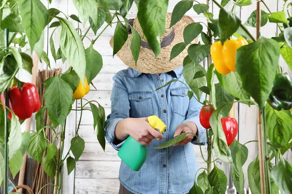 Wanita Yang Bekerja Kebun Sayuran Semprotan Pestisida Pada Daun Hijau — Stok Foto