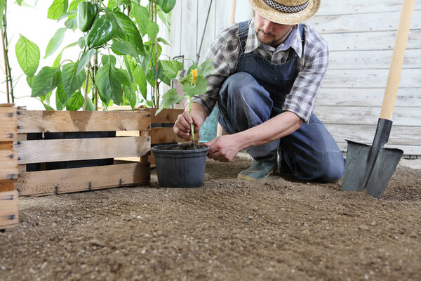 man plant out a seedling in the vegetable garden, work the soil with the garden spade, near wooden boxes full of green plants