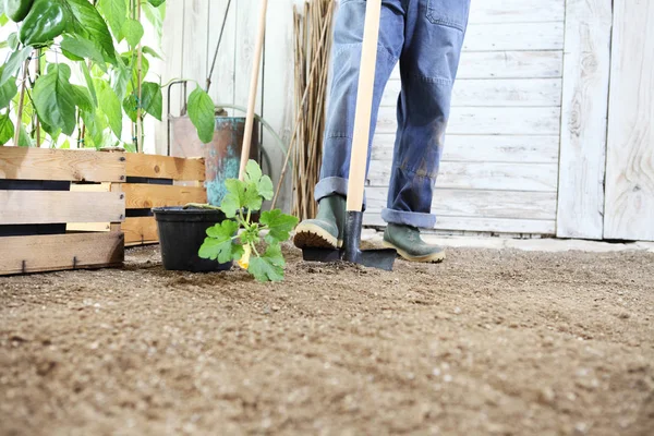 Hombre Planta Una Plántula Huerto Trabaja Tierra Con Pala Del — Foto de Stock