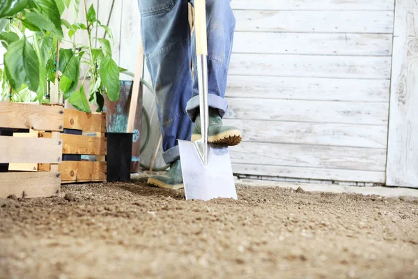 Hombre Planta Una Plántula Huerto Trabaja Tierra Con Pala Del —  Fotos de Stock