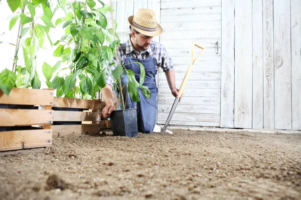 Manusia Menanam Bibit Kebun Sayur Bekerja Tanah Dengan Sekop Kebun — Stok Foto