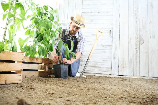 man plant out a seedling in the vegetable garden, work the soil with the garden spade, near wooden boxes full of green plants