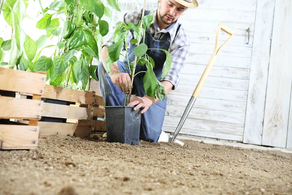 Hombre Planta Una Plántula Huerto Trabaja Tierra Con Pala Del — Foto de Stock