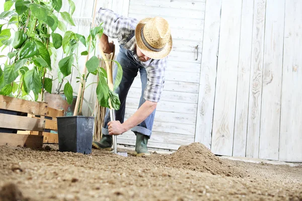Man Plant Uit Een Zaailing Moestuin Bodem Werken Met Tuin — Stockfoto