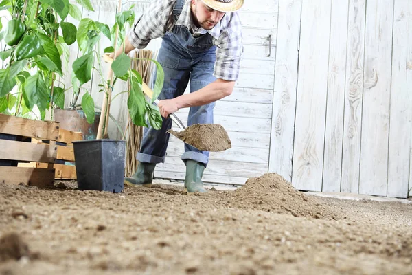 man plant out a seedling in the vegetable garden, work the soil with the garden spade, near wooden boxes full of green plants