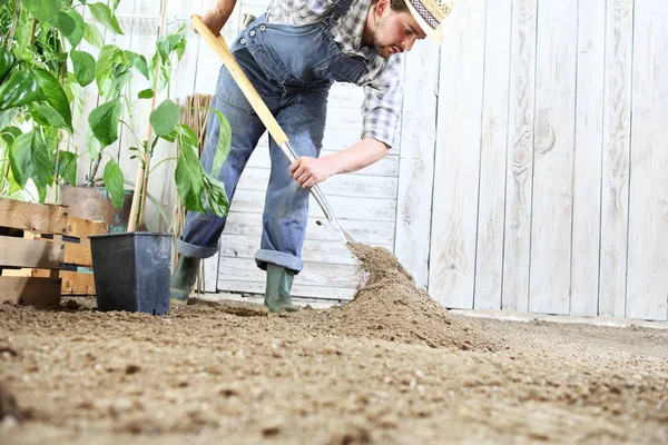 Человек Высаживает Саженцы Огороде Обрабатывает Почву Садовой Лопатой Рядом Деревянными — стоковое фото