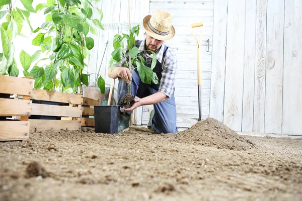 Человек Высаживает Саженцы Огороде Обрабатывает Почву Садовой Лопатой Рядом Деревянными — стоковое фото