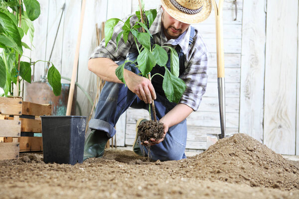 man plant out a seedling in the vegetable garden, work the soil with the garden spade, near wooden boxes full of green plants
