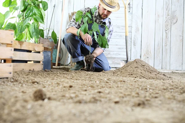 man plant out a seedling in the vegetable garden, work the soil with the garden spade, near wooden boxes full of green plants