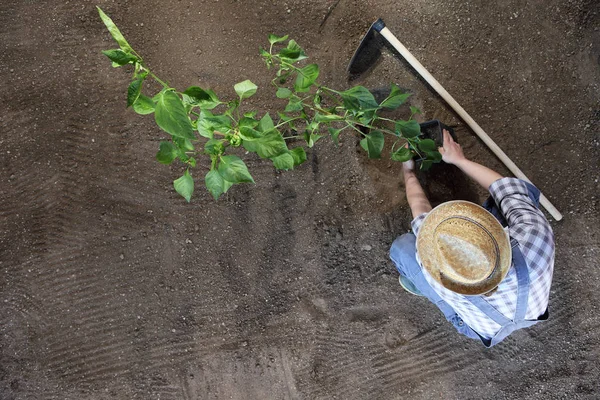 Manusia Menanam Bibit Kebun Sayur Bekerja Tanah Dengan Cangkul Top — Stok Foto