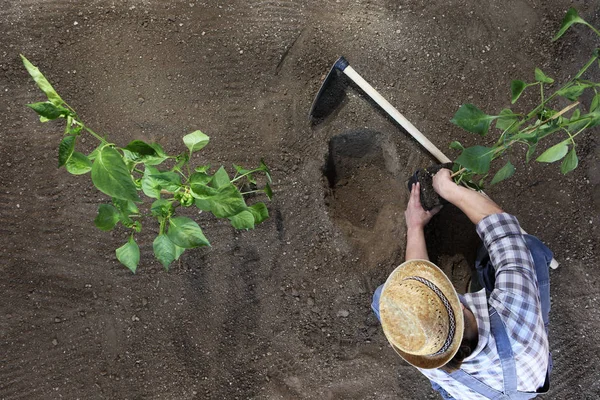 man plant out a seedling in the vegetable garden, work the soil with the hoe, top view and copy space template