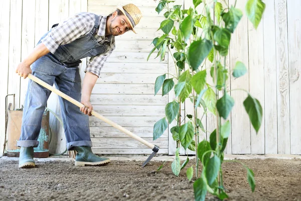 Hombre Que Trabaja Huerto Con Azada Cerca Las Plantas Verdes — Foto de Stock