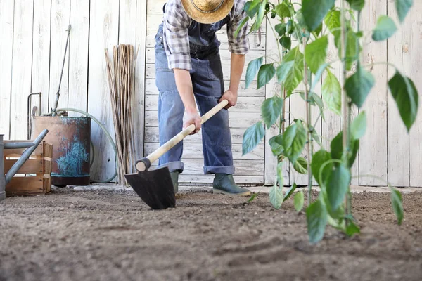 Hombre Que Trabaja Huerto Azada Suelo Cerca Las Plantas Verdes — Foto de Stock