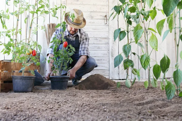 Manusia Menanam Tomat Dari Pot Dalam Tanah Kebun Sayur Bekerja — Stok Foto