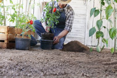adam bitki vegeta toprak tencere domates dışarı