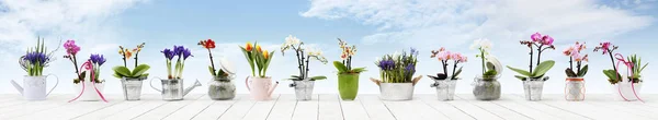 flowers in pots set isolated on white wood table and sky backgro