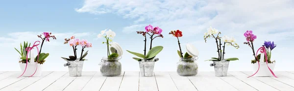 Bloemen in potten geïsoleerd op witte houten tafel en sky-backgro instellen — Stockfoto