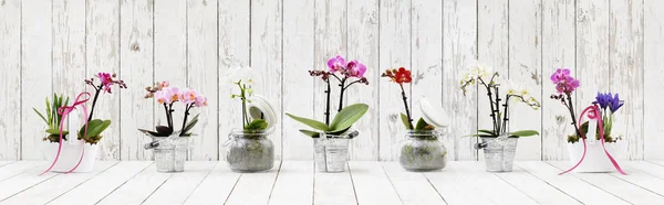 Flowers in pots set isolated on white wood table background, web — Stock Photo, Image