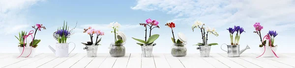 flowers in pots set isolated on white wood table and sky backgro