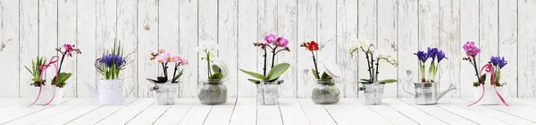 Flowers in pots set isolated on white wood background, web banne — Stock Photo, Image