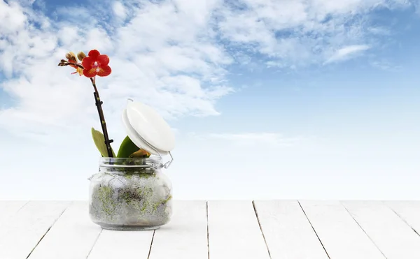 Planta de flor de orquídea en vidrio de maceta aislado en mesa blanca de madera —  Fotos de Stock