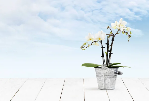 Planta de flor de orquídea en cubo de metal de olla aislado en blanco de madera —  Fotos de Stock