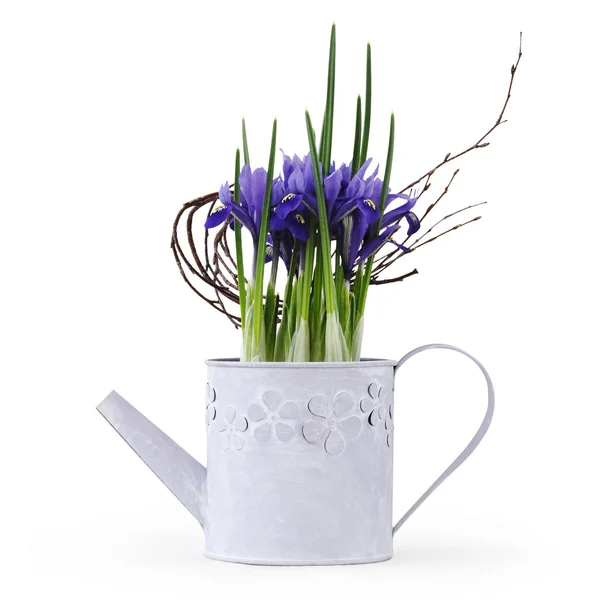 Planta de flor de iris en regadera aislada sobre fondo blanco , —  Fotos de Stock