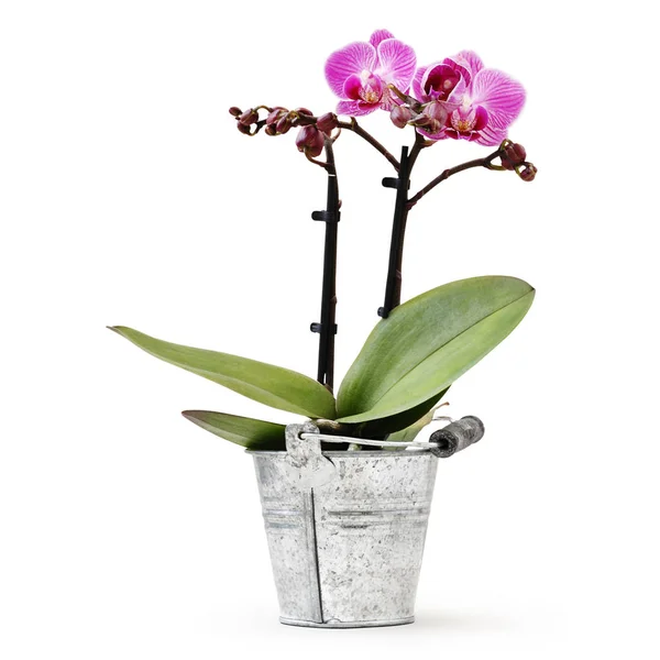 Planta de flores de orquídea en cubo de metal en maceta aislado sobre fondo blanco —  Fotos de Stock