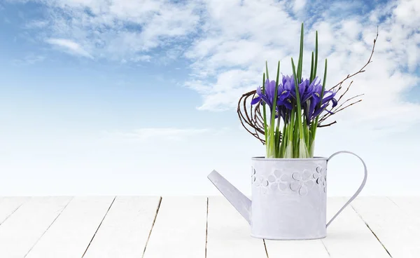 Iris flower plant in watering can isolated on wooden white table — Stock Photo, Image
