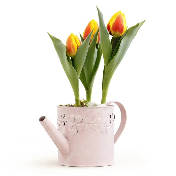 Tulipanes flores plantas en rosa regadera aislado en bac blanco —  Fotos de Stock