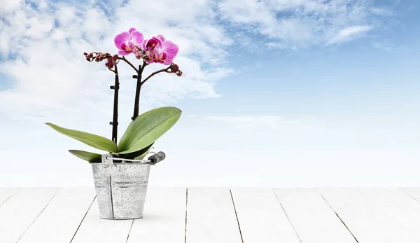 orchid flower plant in pot metal bucket isolated on wooden white