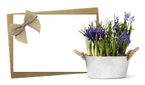 礼品卡和虹膜紫罗兰花种植在锅金属与绳子 a — 图库照片