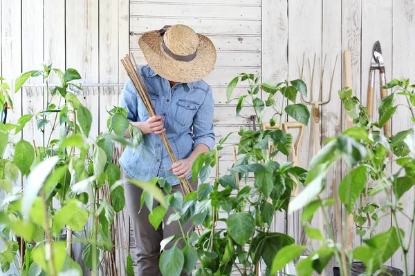 Werk van de vrouw in de moestuin met bamboestokken in het midden — Stockfoto