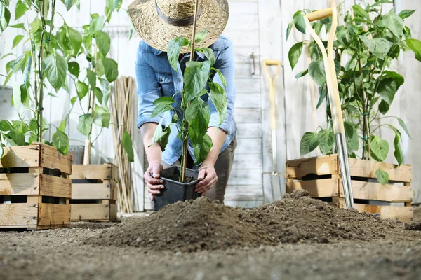 Wanita bekerja di kebun sayuran dengan tangan repot dan menanam — Stok Foto