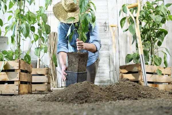 Wanita bekerja di kebun sayuran dengan tangan repot dan menanam — Stok Foto