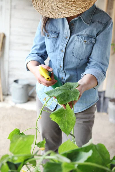 Vrouw in moestuin spuit bestrijdingsmiddelen op de bladeren van de plant met — Stockfoto