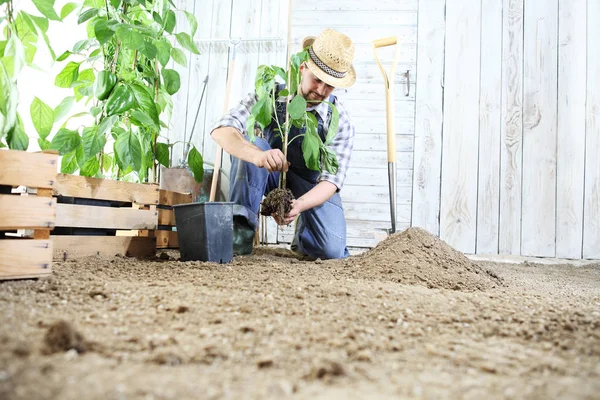 El hombre planta una plántula en el huerto, trabaja el suelo — Foto de Stock