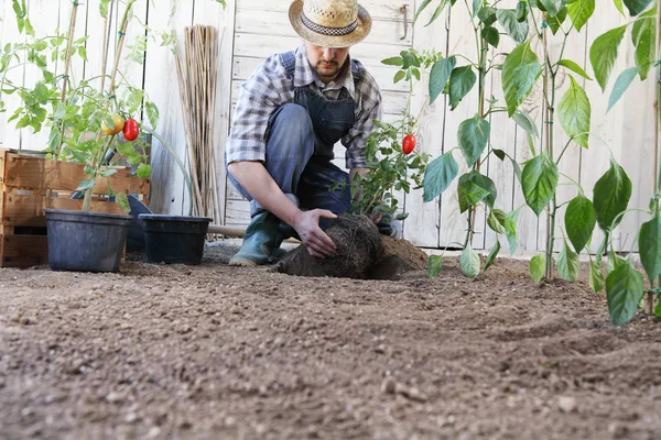 El hombre planta tomates de las ollas en el suelo de la vegeta — Foto de Stock