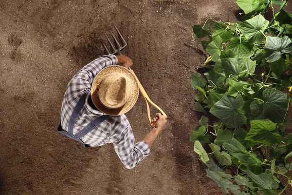 Человек фермер работает с вилами в огороде, копать S — стоковое фото