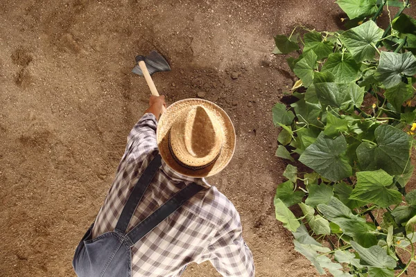 Hombre agricultor que trabaja con azada en huerta, azotando el suelo —  Fotos de Stock