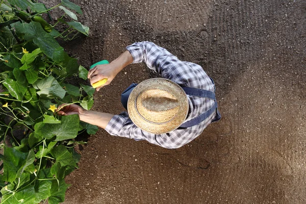Man boer werken in de moestuin, bestrijdingsmiddelen sprays op plan — Stockfoto