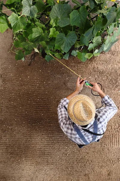 Man boer werken in de moestuin, bestrijdingsmiddelen sprays op plan — Stockfoto