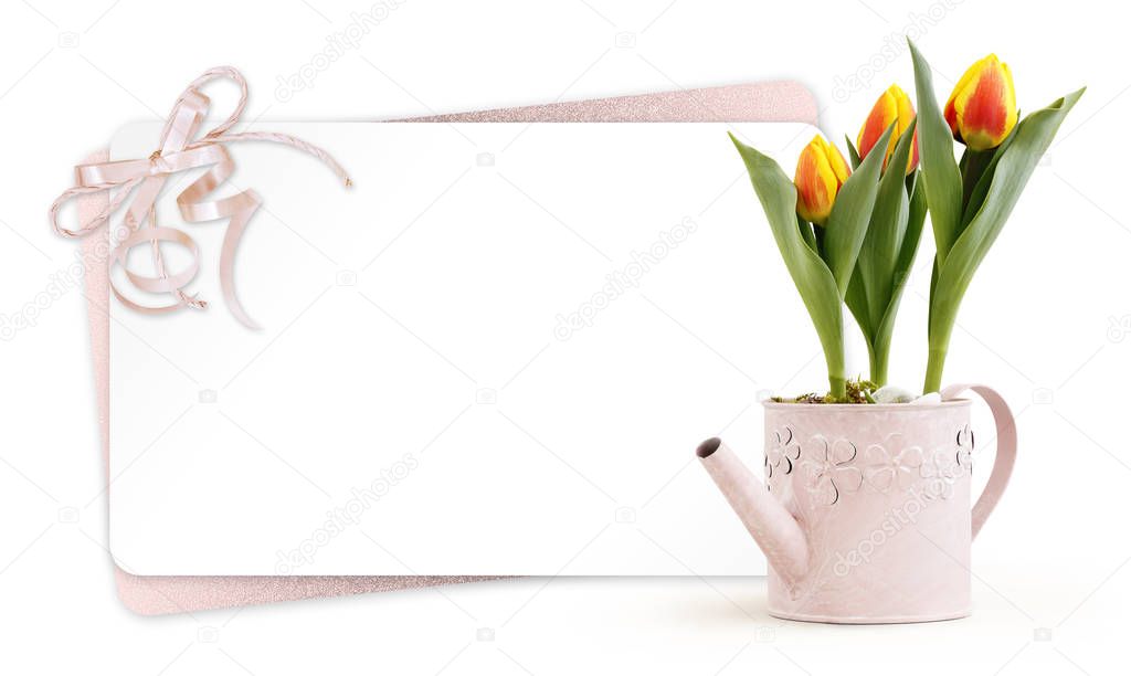 gift card and tulips flowers plant in pot pink metal watering ca
