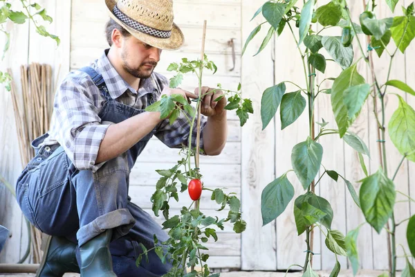 Man arbetar i köks trädgården binda upp tomat plantor, ta — Stockfoto