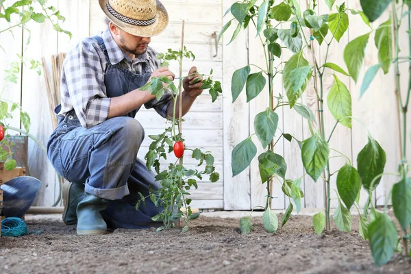 Hombre trabajando en el huerto atar las plantas de tomate, ta — Foto de Stock