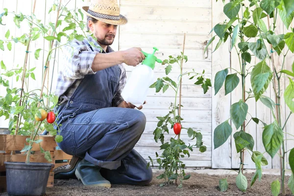 Man in moestuin sprays pesticide op blad van tomatenplant — Stockfoto