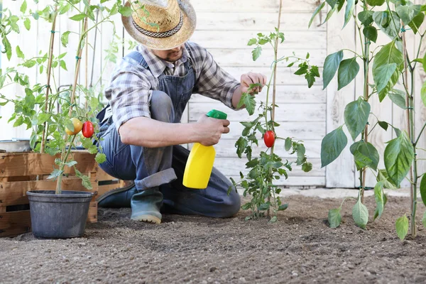 Man i köks trädgården sprutar bekämpnings medel på blad av tomat planta — Stockfoto