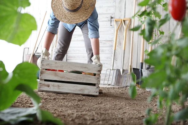 Kvinna i köks trädgården håller trä låda med gård grönsak — Stockfoto