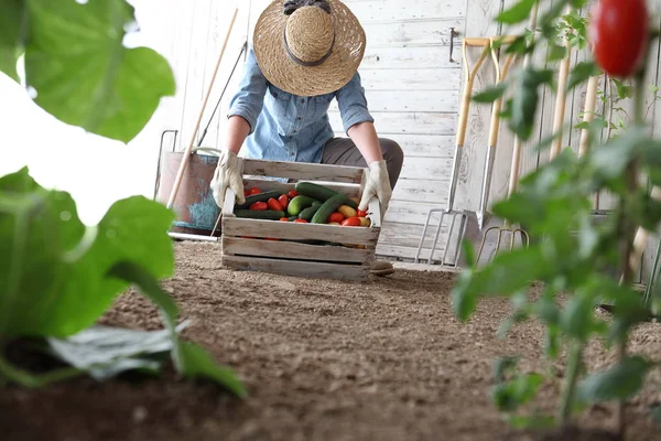 野菜の庭の女性は、農場の野菜と木箱を保持 — ストック写真